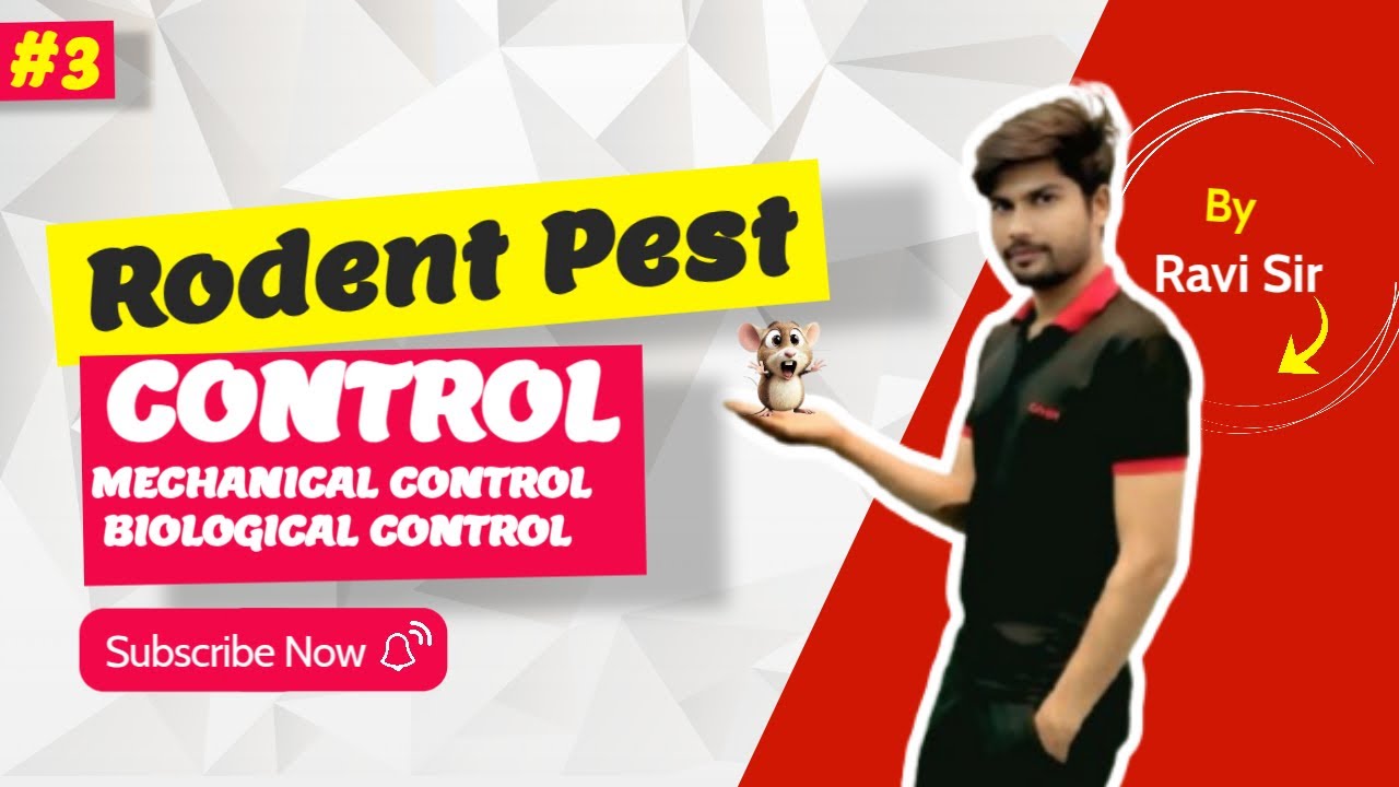 How To Control Rodent Pest || Mechanical Method And Chemical Method || 