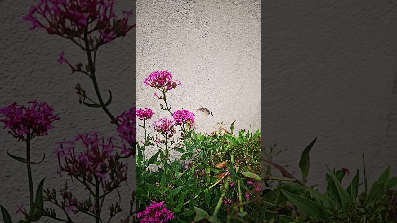 Moro-Sphinx Colibri - Hummingbird hawk-moth