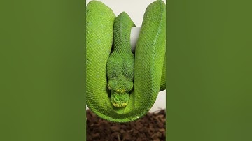 Manokwari  #snake #reptiles #animals #nature #wildlife #shorts