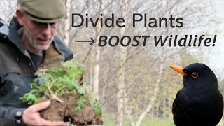 Easy Plant Dividing Tips 🦋BOOST Wildlife–See What Our New Camera Caught! 👀