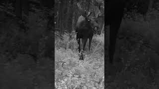 Alaska Bull Moose   August Night #alaska #bullmoose  #alaskalife