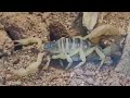 Dig, dig, dig, scorpion!