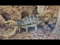 Dig, dig, dig, scorpion!
