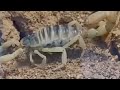 Dig, dig, dig, scorpion!