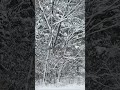 自作小屋暮らし大雪の日#shorts#short