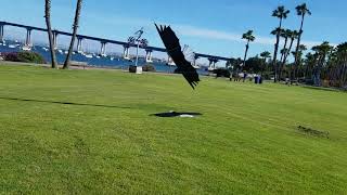 Rev Eagle Master Level Soaring skills- Part 5 - Fine-tune the Soar