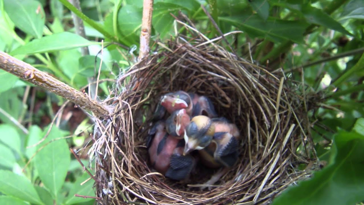 Osterhäschen Im Nest — Rezepte Suchen