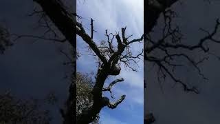 Aohmada interpreta " Albero" dei Timoria