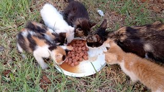 Abandoned kittens are at risk of stray dogs attack by cute 1,243 views 7 months ago 8 minutes, 35 seconds