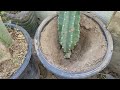 como plantar un órgano o cactus