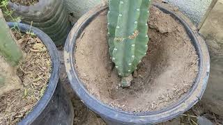como plantar un órgano o cactus