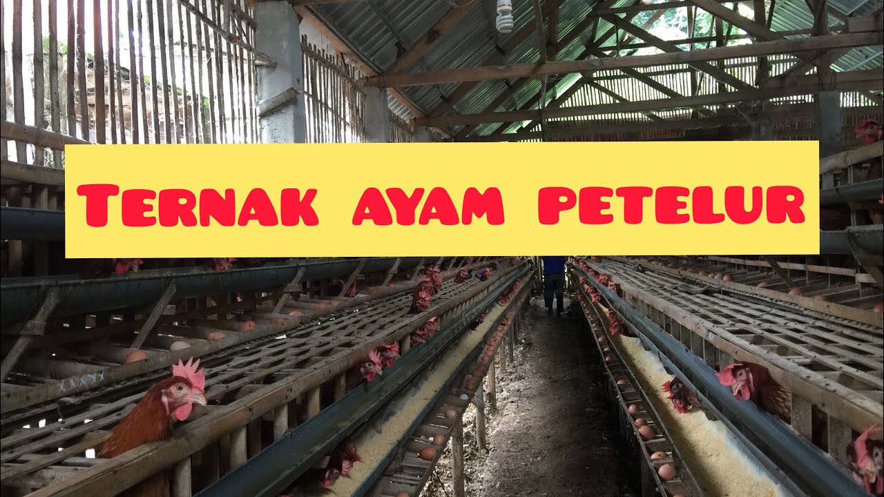 TERNAK AYAM PETELUR || DESA PARANG-NGUNUT MAGETAN 
