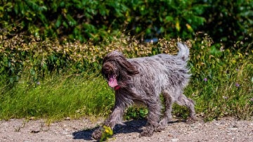 Quail Hunting with Wirehaired Pointing Griffons