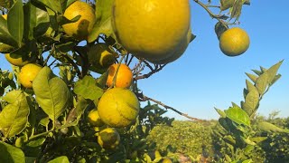 Florida's citrus industry is shrinking fast, new USDA report finds