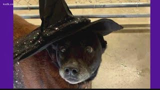 ‘Take care of her until she passes on’ | Dog has spent 11 years in a St. Louis area shelter