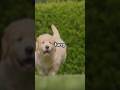 Amazing Things Dogs Can see that humans can’t!