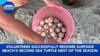 Volunteers safely relocate sea turtle eggs in Surfside Beach
