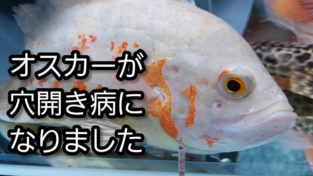 オスカーが頭部穴開き病になりました Youtube