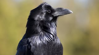 Birdhoven: Common Raven by Baron Cosimo 70 views 8 months ago 1 minute, 37 seconds