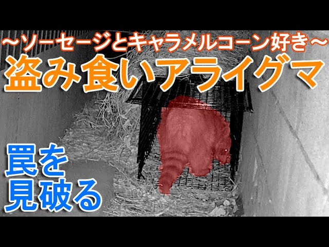餌を盗み食いする害獣～カメラに映る箱罠のソーセージとキャラメル