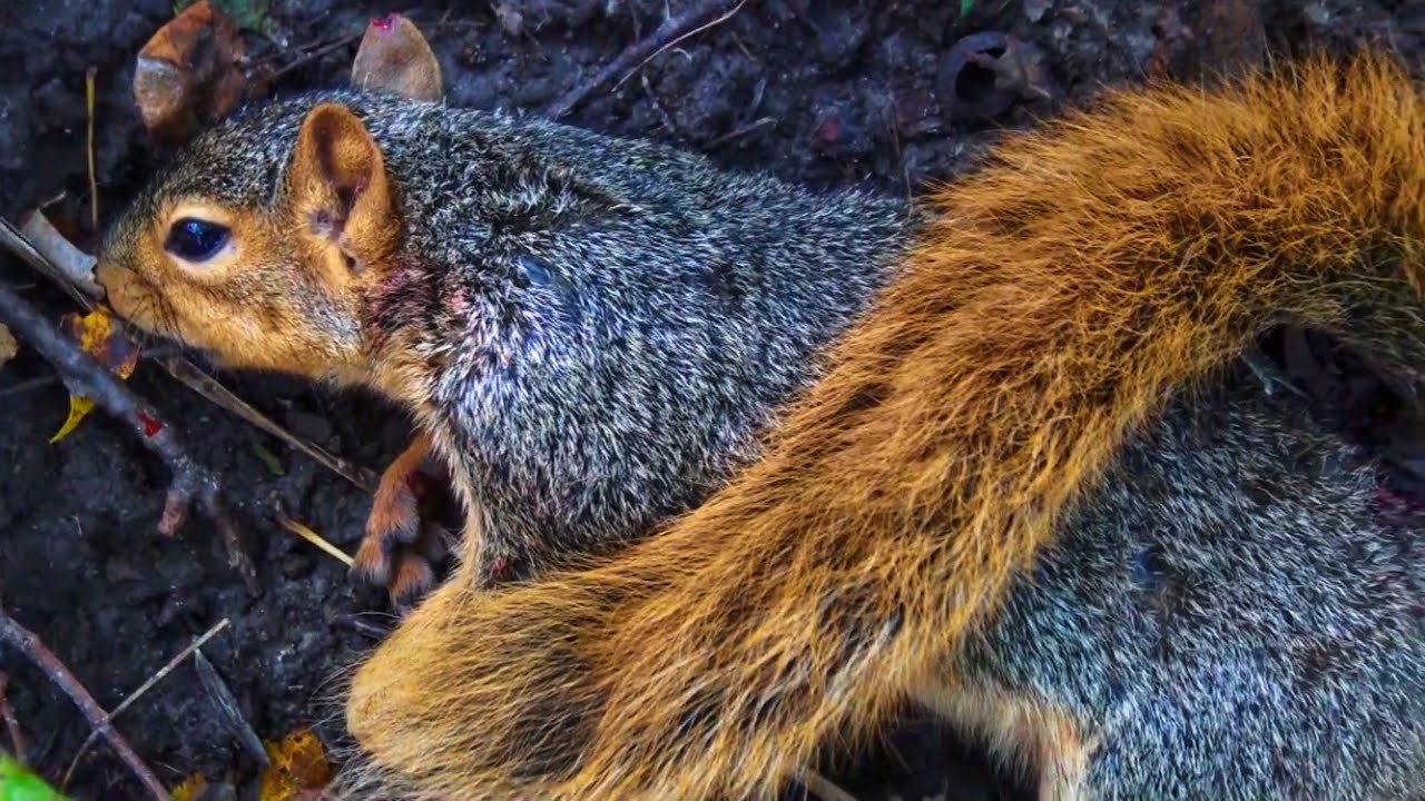 Squirrel Hunting MN YouTube