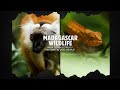 MADAGASCAR WILDLIFE 4K | Vive una aventura Salvaje