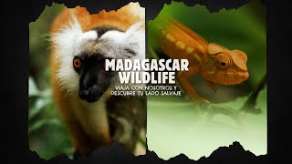 MADAGASCAR WILDLIFE 4K | Vive una aventura Salvaje