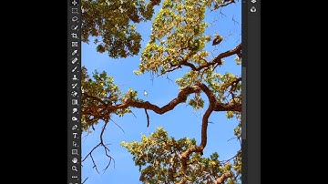Tree Selection in Photoshop #photoshop #shorts