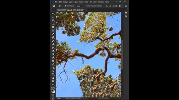 Tree Selection in Photoshop #photoshop #shorts