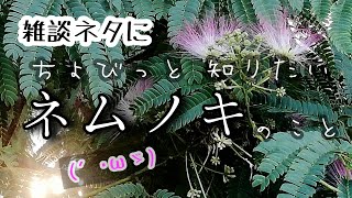 【自然vlog＃85】植物紹介/ネムノキ/夏の季語/名前の由来