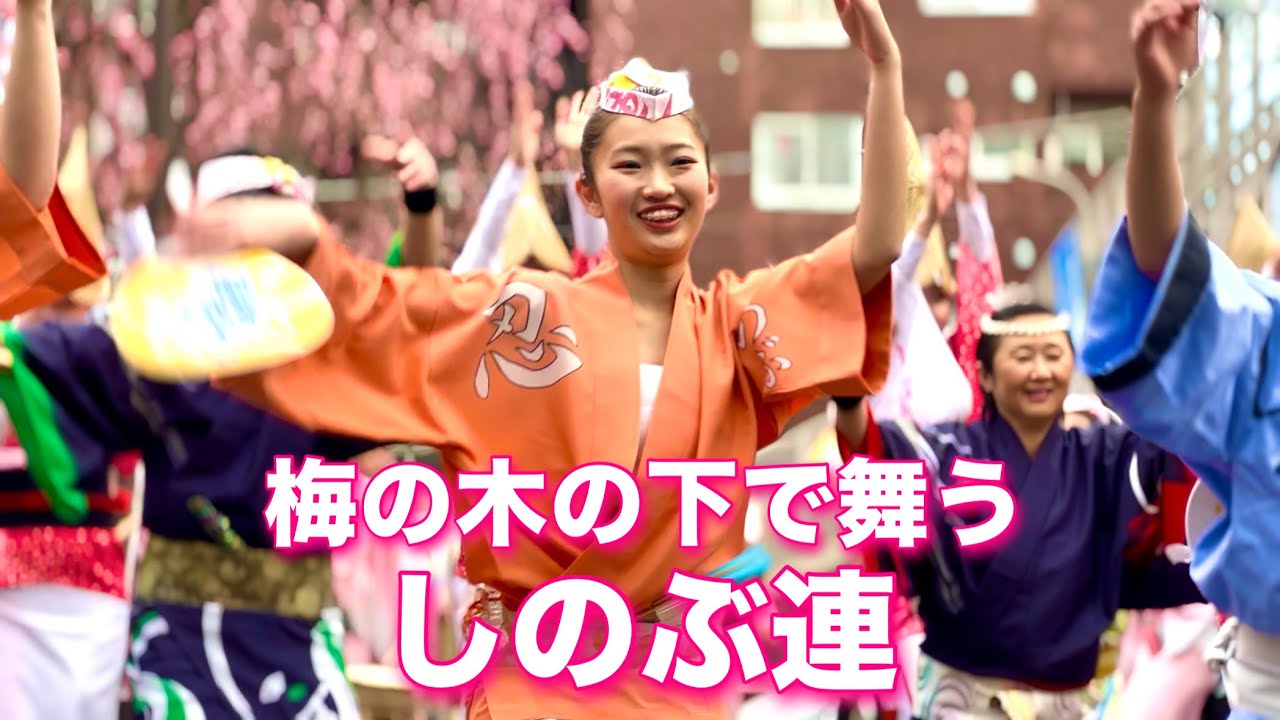 【阿波おどり2025】しのぶ連 美しく元気に踊る！鳴り物もかっこいい！【梅里まつり】