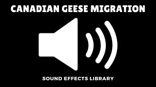 Canadian Geese Migration Sound Effect [Download Link] @SoundAndMusicLibrary