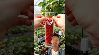 staberry lai farak tarika le falaune tarika