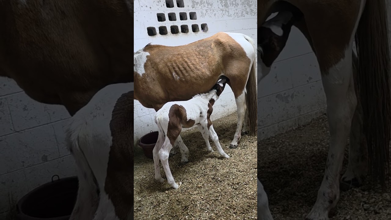 Today's newest arrival!!! APHA Filly Homozygous tobiano  5 pan Neg.