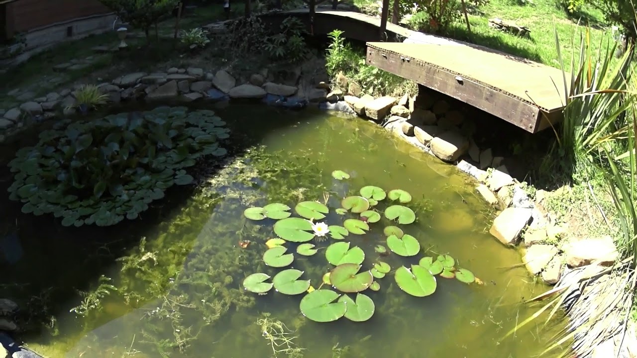 Гамбузия - YouTube