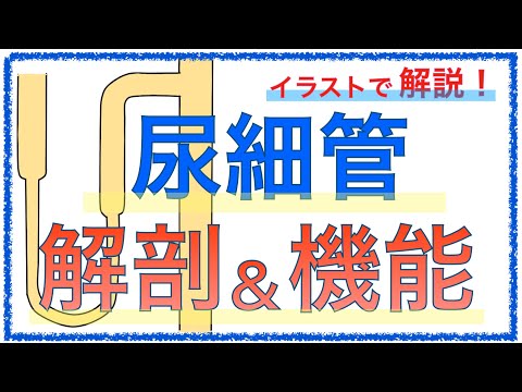 教科書をわかりやすく！「尿細管で再吸収されるものまとめ」〜尿細管の解剖生理を解説！〜