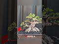 original Indonesian santigi bonsai #shorts #bonsai #santigi #bonsaitree #bonsaiindonesia #shortvideo