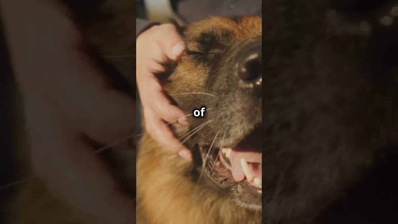 ¡German Shepherds Shine! ¿Brave Pups Lead, Can Their Heroics Exceed? 🐕✨ 