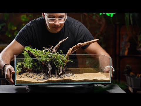 Simple Aquarium With Emergent Plants, Shrimp, And Nano Fish - Quick, Strong Gluing Method.