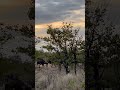 Buffalo Herd On The Move #nature #amazing #animals #safari #wildlife