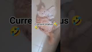 #Kuwait #pet lovers #cat no. 2#Rosy🥰