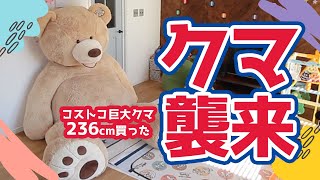 コストコの巨大クマ買って持ち帰えられる！？家に入る？置ける？どう