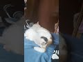 gatos jeje