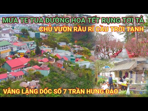Video ĐƯỜNG HOA TẾT TE TUA VÌ MƯA GIÓ, CHỦ VƯỜN RẦU RĨ. VẮNG... - youtube