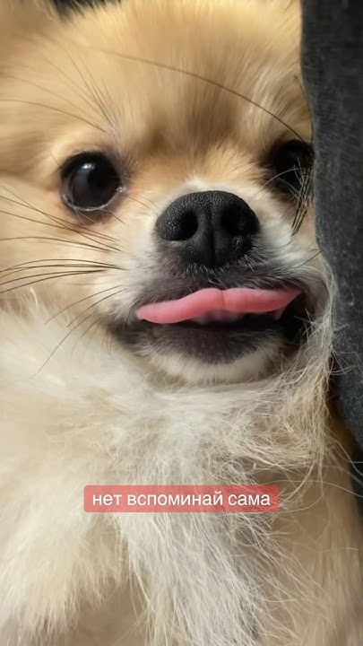 Запасной БОРОДАЧ😃 #pomeranian #померанскийшпиц #шпиц #немецкийшпиц # ...
