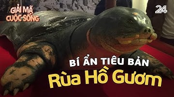 Bí ẩn tiêu bản "sống động như thật" của rùa Hồ Gươm | VTV24