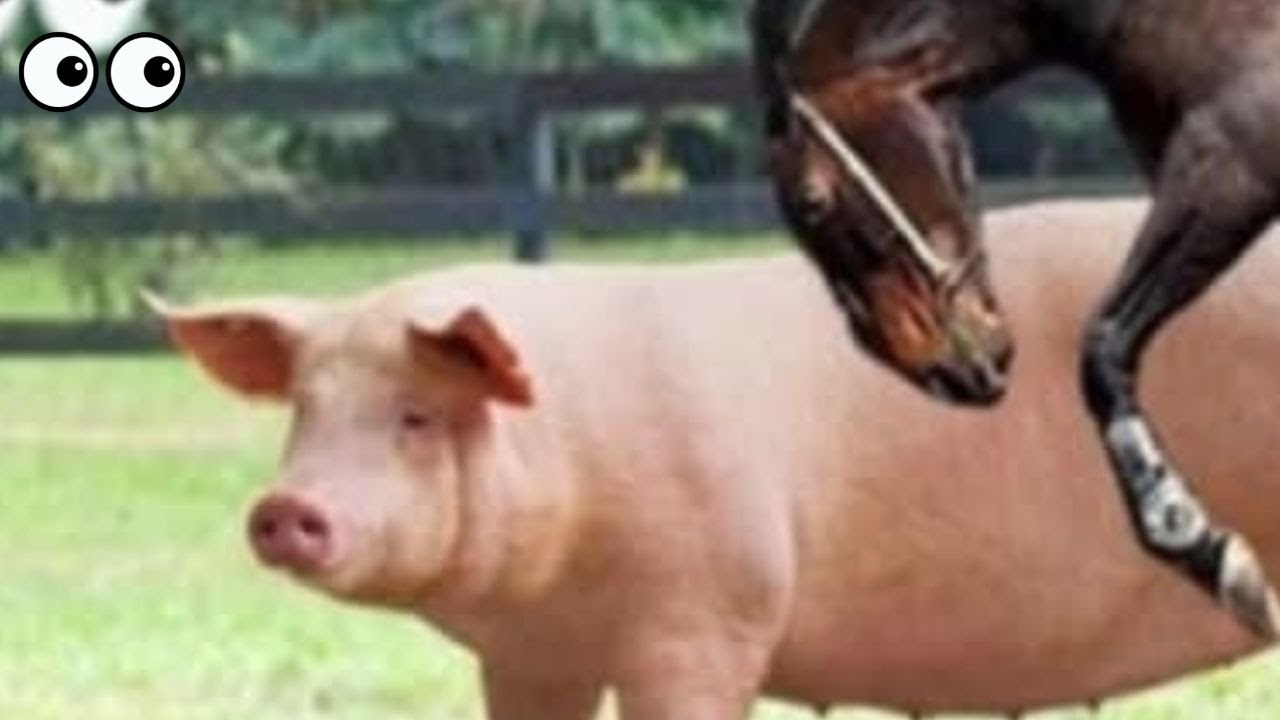 В темной лаборатории… появилось существо — наполовину осёл, наполовину свинья