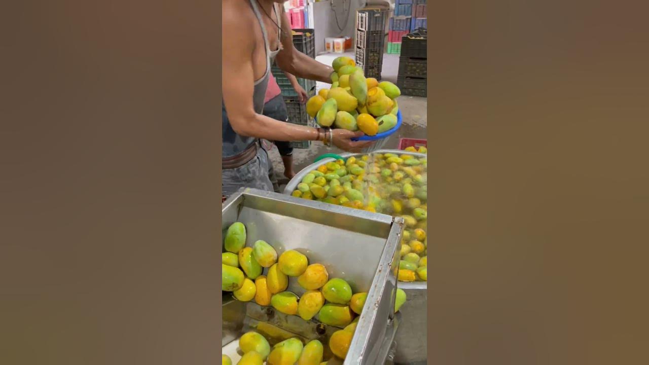 Mango juice factory making shorts YouTube