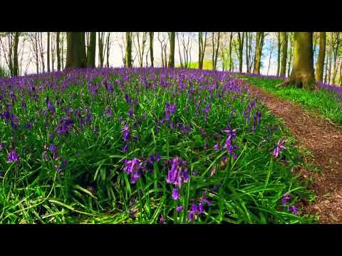 Blue Bells at Kings Wood Canterbury. A walk.