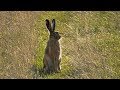 Заяц-Русак сделал вид, что меня не заметил / Brown Hare